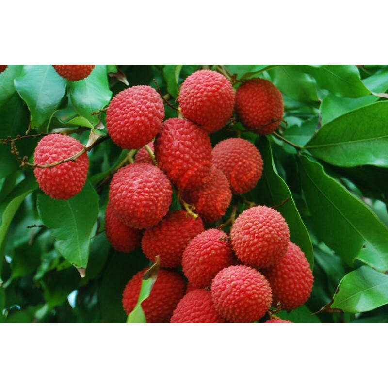 Bibit Tanaman Buah Leci Kom Dwarf Lychee