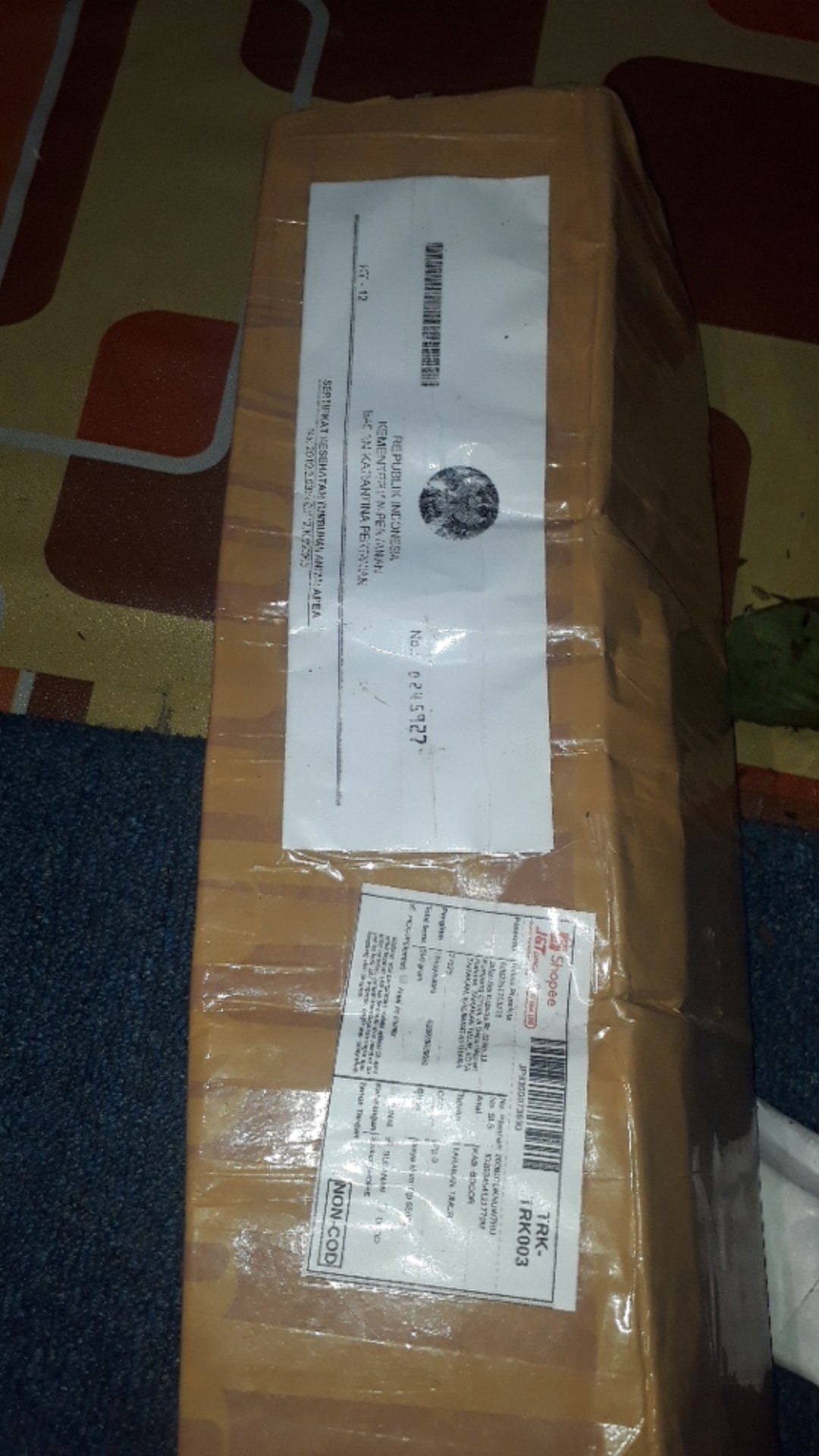 Paket 5 Tanaman Hias Calathea-kalatea