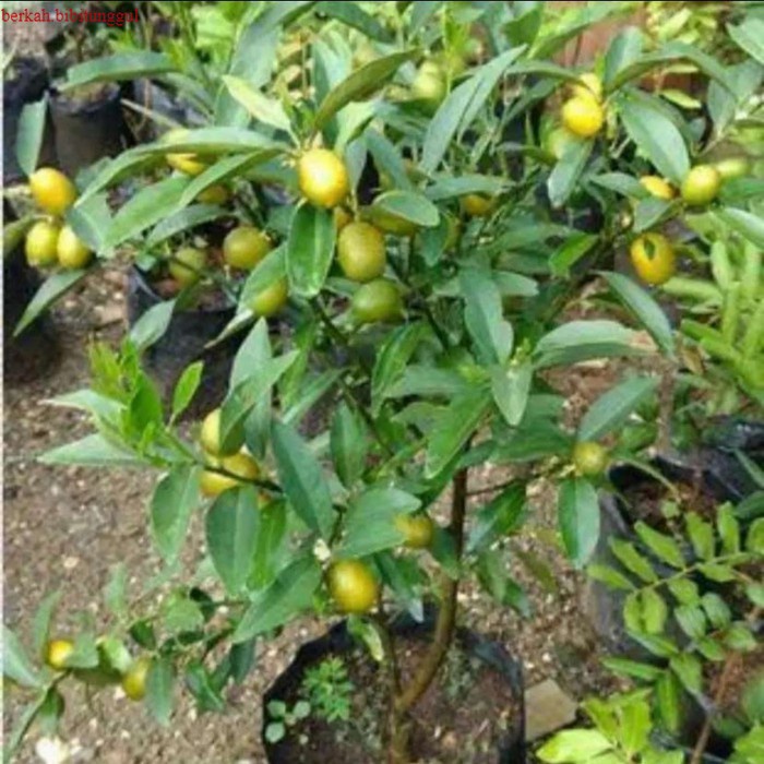 Bibit Buah Jeruk Nagami Sudah Berbuah/Bibit Jeruk  Nagami Berbuah Lebat Bibit Jeruk Nagami Okulasi K