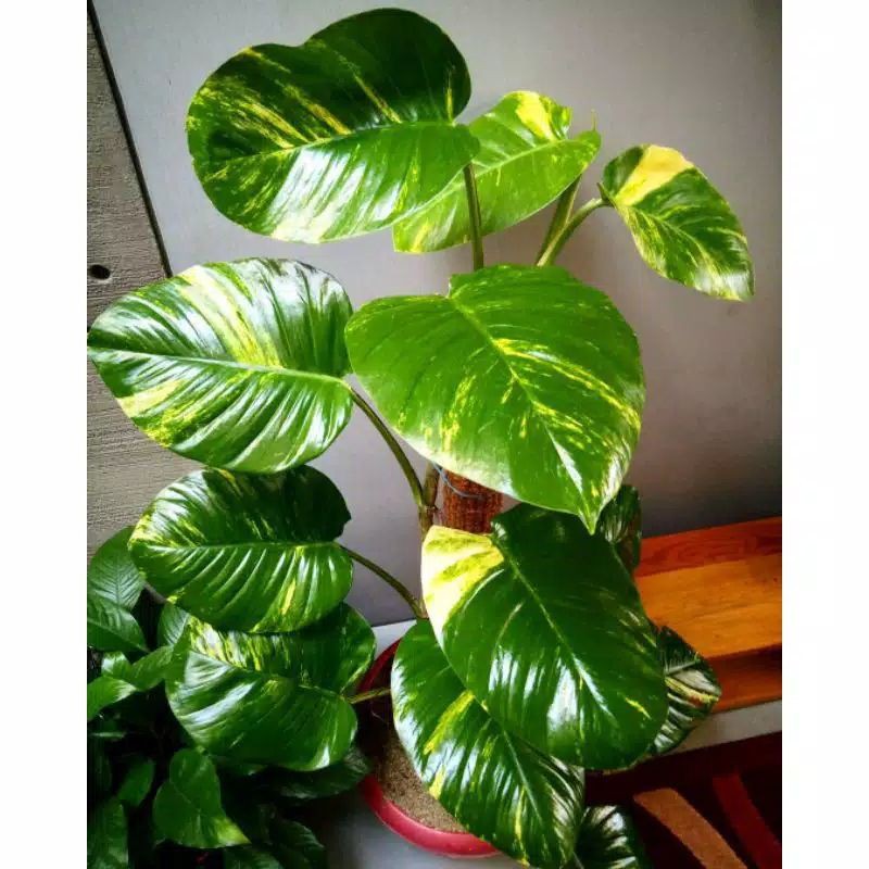 PROMO Tanaman Hias Sirih Gading Jumbo / tanaman rambat / sri gading / monstera