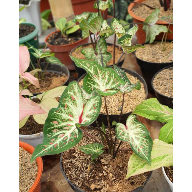 Harga Pabrik Keladi Batik/caladium Batik 7WAn8qRtoVrZjW