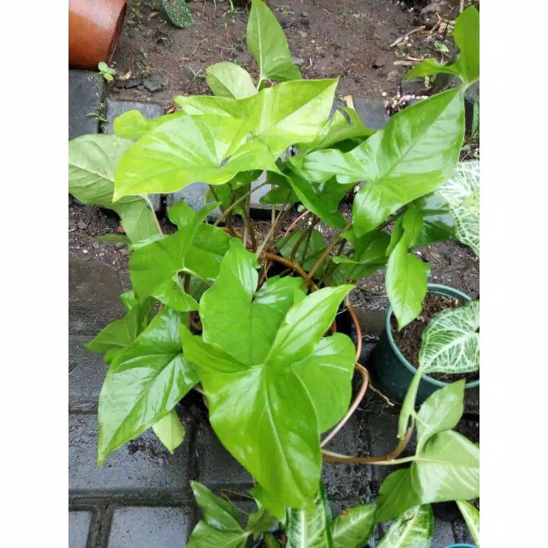 Syngonium hijau rimbun tanaman hias