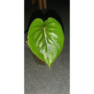 philodendron plowmanii