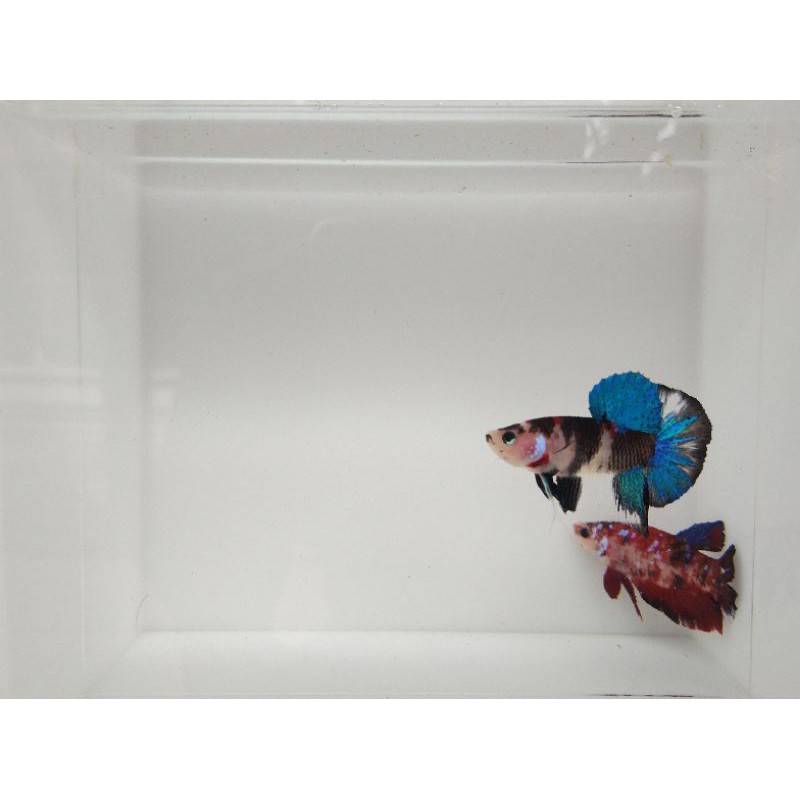 Cupang Plakat Black Koi