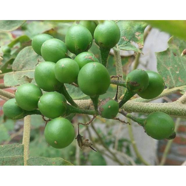 

BUAH TAKOKAK 250gram TEKOKAK CEPOKAK TERUNG PIPIT [ FRESH PRODUK ] BISA UNTUK HERBAL MATA MINUS