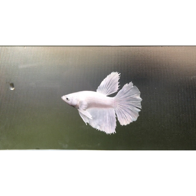 

CUPANG RED DRAGON SNOW