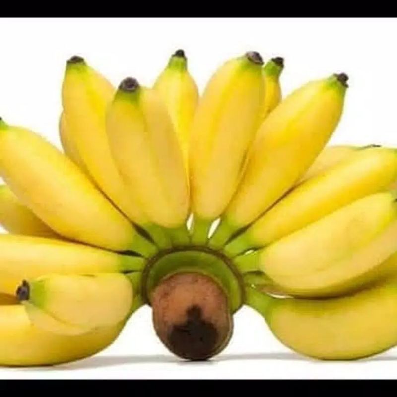 Benih pohon pisang lampung BIBIT PISANG LAMPUNG BONGGOL PISANG LAMPUNG UNGGUL TERBAIK