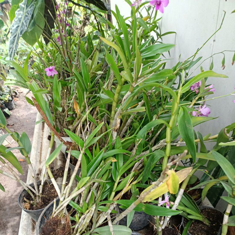 Anggrek dendro larat