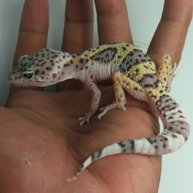 Berbagai Macam Aksesoris Mainan Untuk Hewan Leopard Gecko Shopee