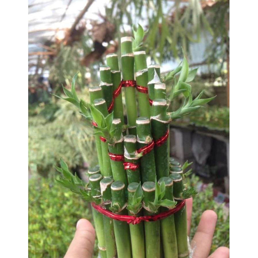 Tanaman Bunga Hias Hidup Murah Bambu Rejeki / Hoki Hiasan Tanam