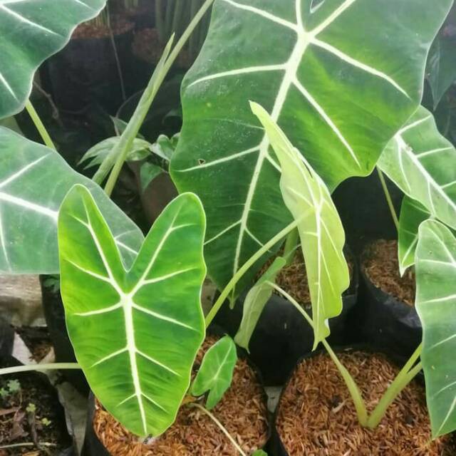 Tanaman hias keladi neon - pohon keladi neon