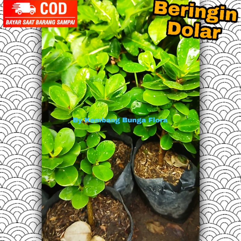 Beringin Dollar/ Bhan Bonsai/ Dolar/ Dollar/ Tanaman Hias/ Taman/ Murah