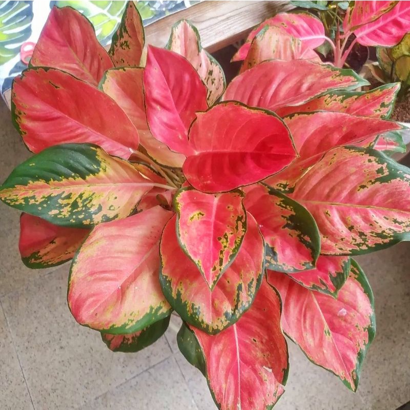 { BISA COD } Aglonema Kochin Red Paramruay Remaja | Tanaman Hias Bunga Aglonema Kochin Paramuai Mera