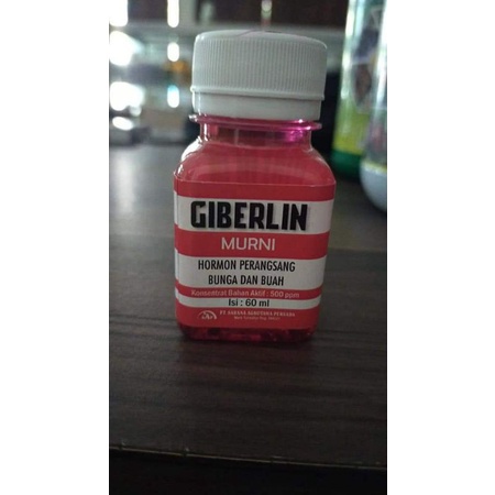 GIBERELIN