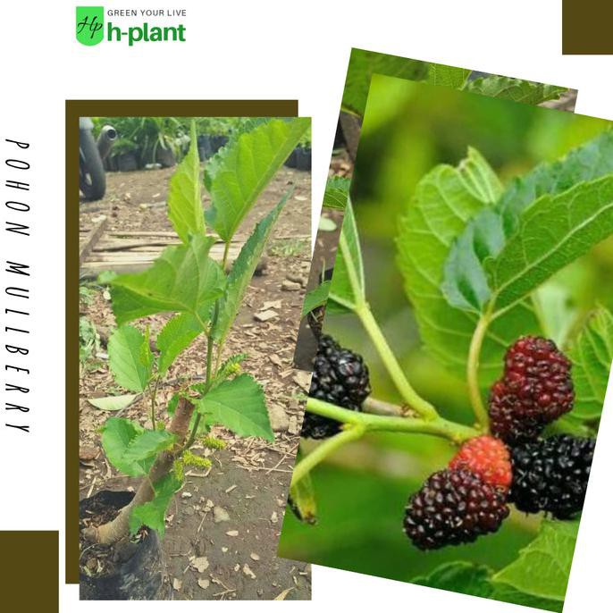 Bibit buah mulberry/pohon buah mulberry