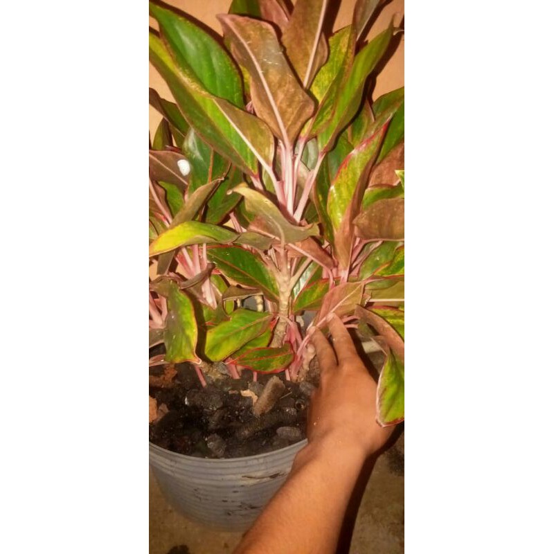 bunga Aglonema lipstik