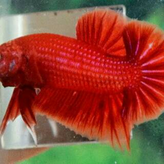 92 Gambar Ikan Cupang Red Dragon Gratis