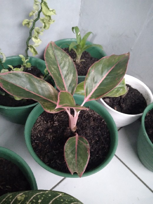 Pohon Aglonema Lipstik Merah/siam Aurora