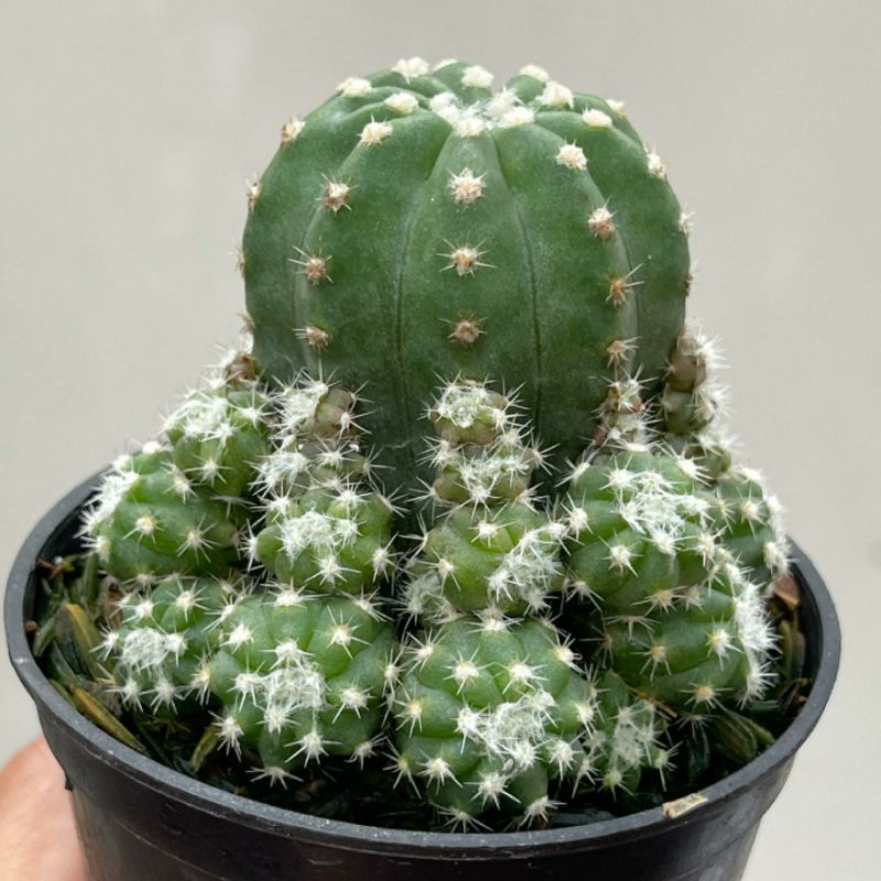 Kaktus Echinopsis Inermis