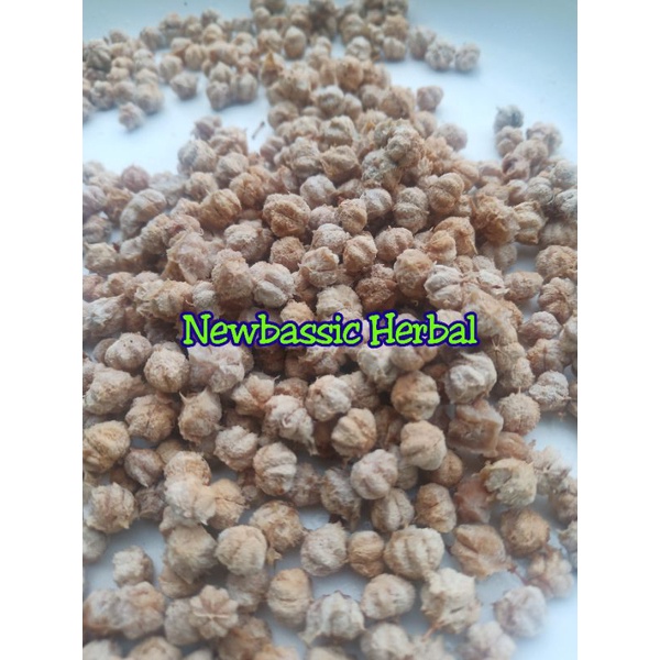 50 butir biji buah cermai kering bibit siap tanam