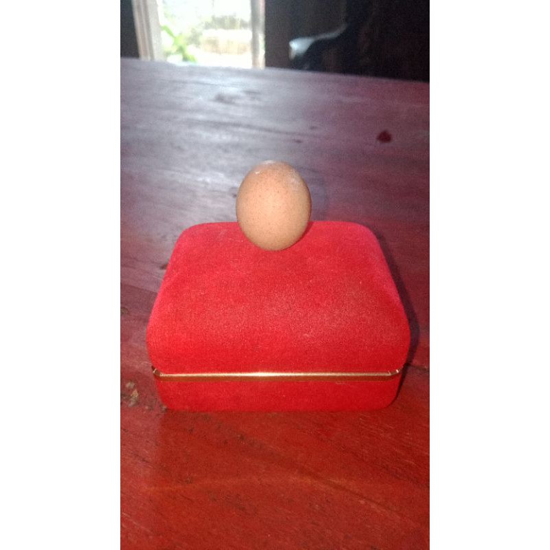 

asli telur ayam jantan.jamu buat keturunan