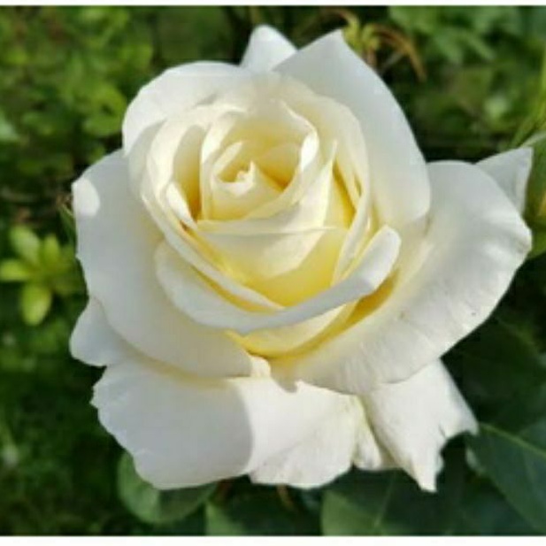 mawar white apallan (tanpa duri)