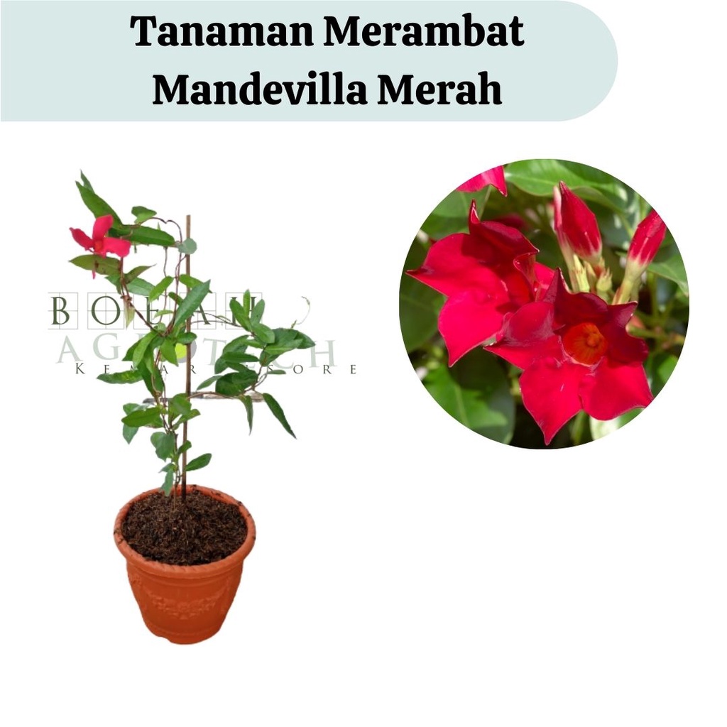 Tanaman Hias Impor Mandevilla Merah