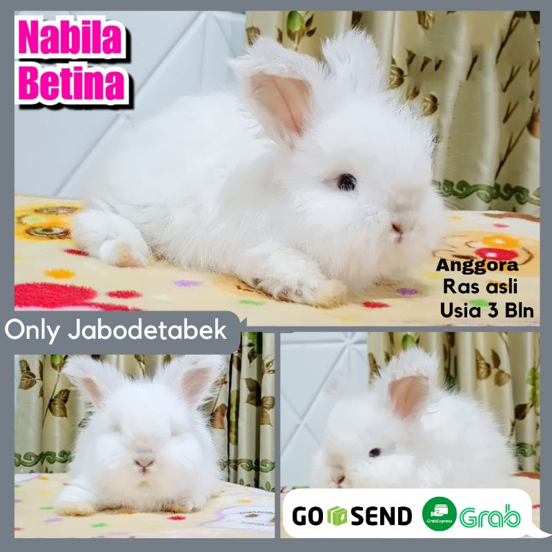 KELINCI HIAS ENGLISH ANGGORA KELINCI JINAK HEWAN PELIHAARAAN RABBIT BUNNY
