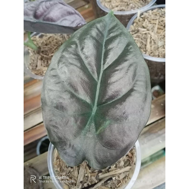 

anakan alocasia infernalis