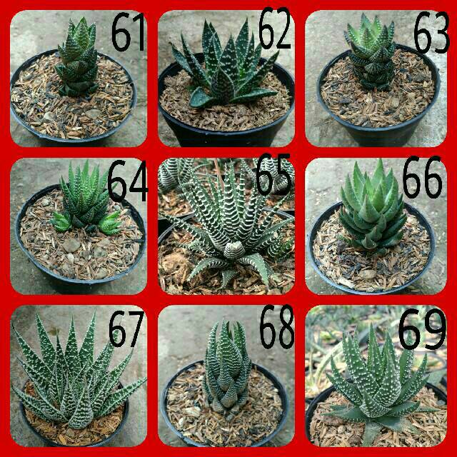 Kaktus l sukulen (hanya tanaman saja)