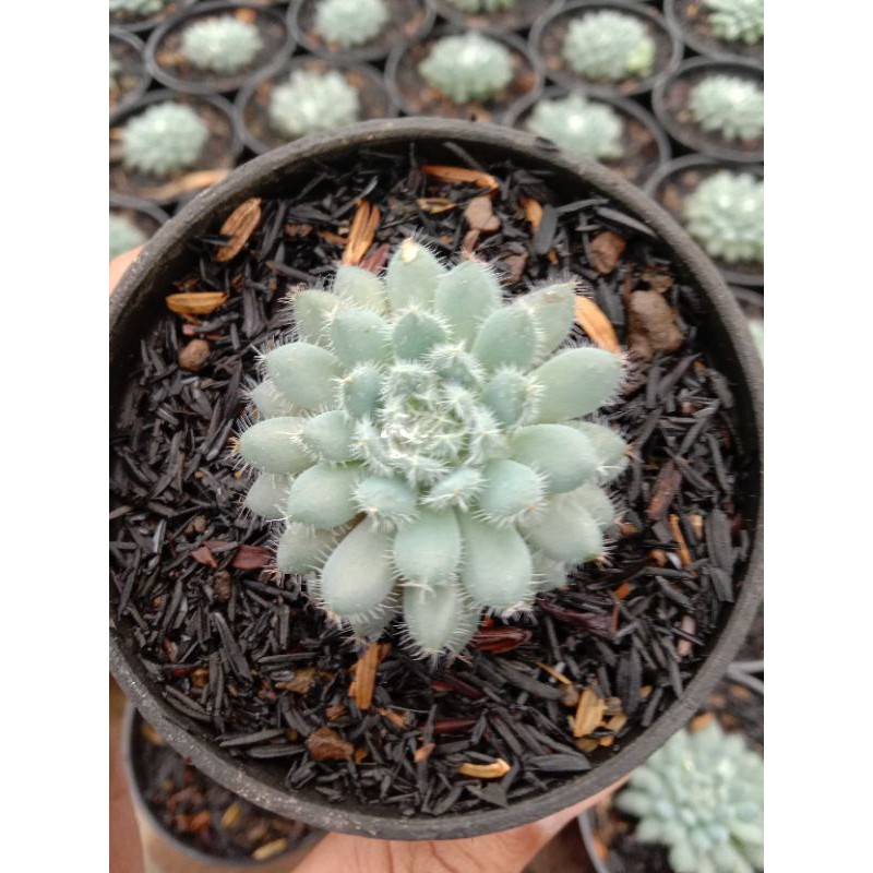 Sukulen echeveria setosa