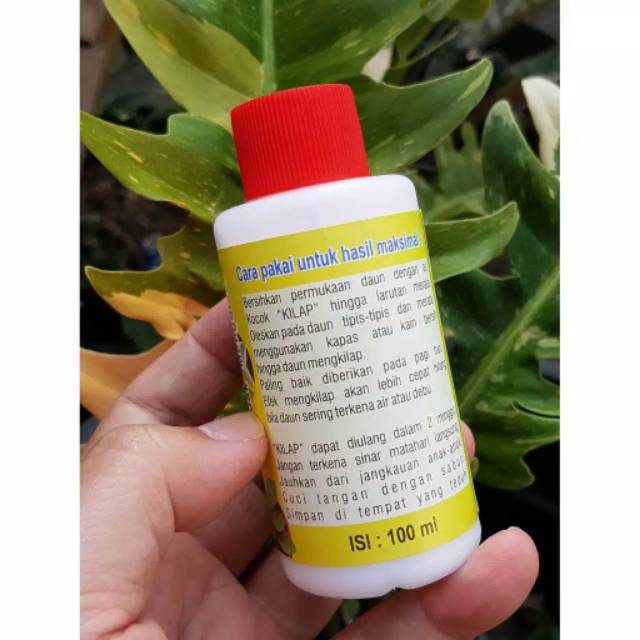 Kilap Daun - Semir Daun &quot;Kilap&quot; Leafshine oles / pengkilap daun tanaman hias aglonema pengkilat daun