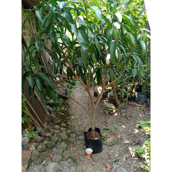 Bibit Mangga Khiojay Cangkok Susu Besar Sering berbunga