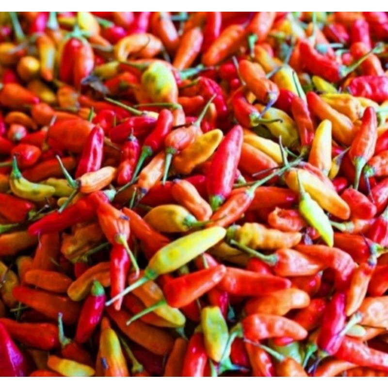 

Cabe Rawit Merah UK 250gram