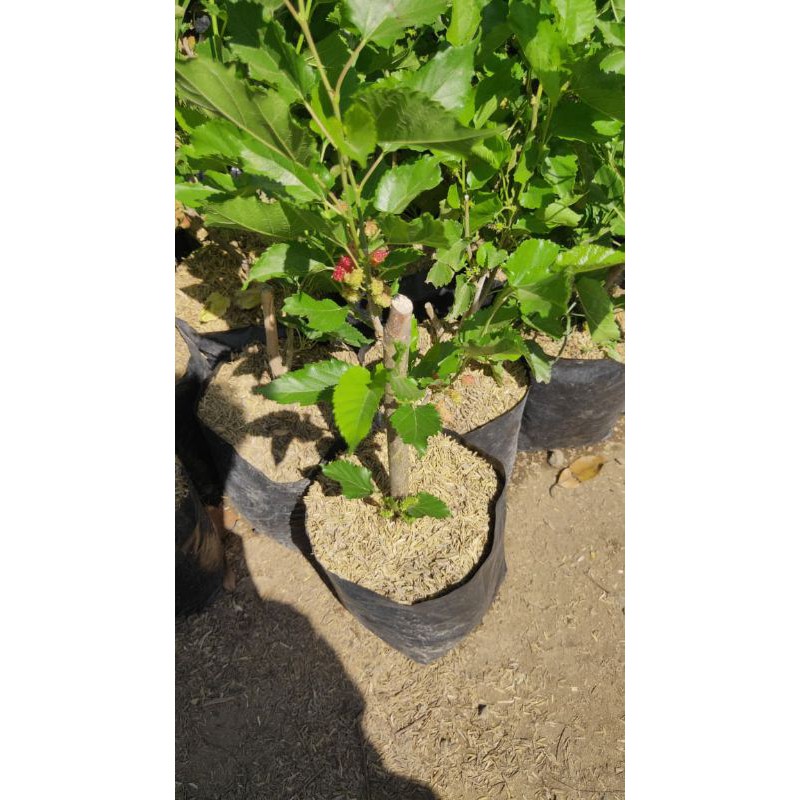 [COD] BIBIT TANAMAN MURBEI BERBUAH/BIBIT MURBEI BERBUAH/BUAH MURBEI/BIBIT MURBEY BERBUAH