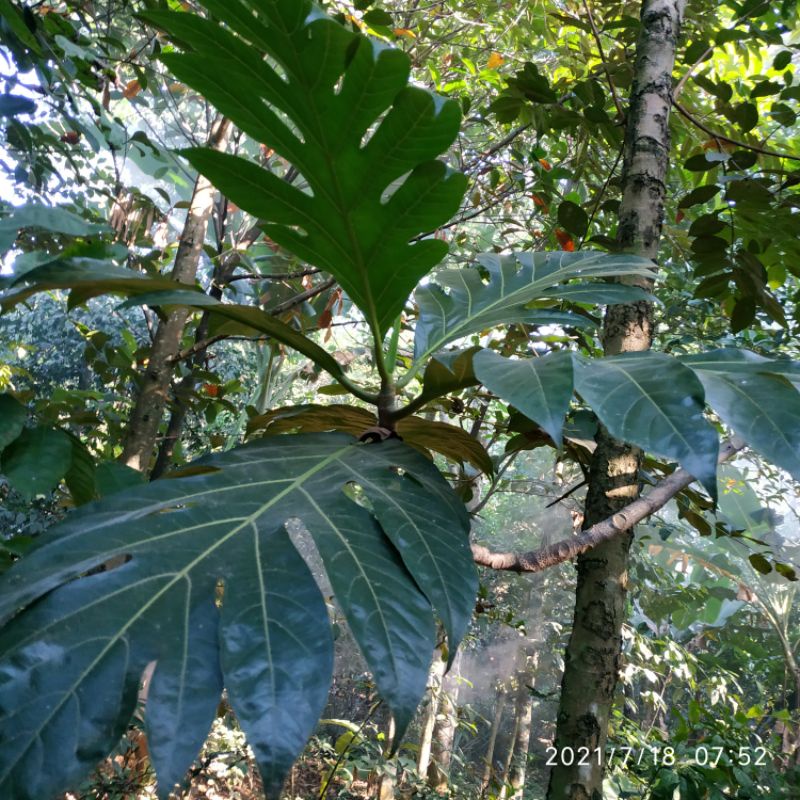 

DAUN SUKUN SEGAR 1000 PER LEMBAR DAUN SUKUN FRES JUMBO