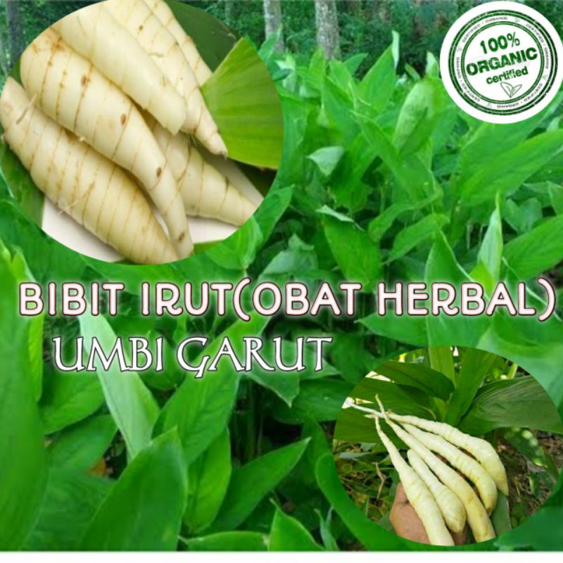 bibit irut/umbi garut/angkrik siap tanam (obat herbal)