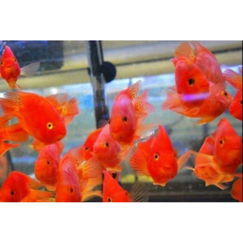 

ikan red parrot