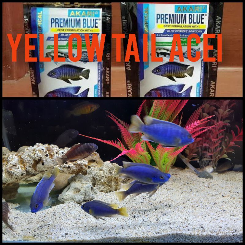 yellow tail acei cichlid