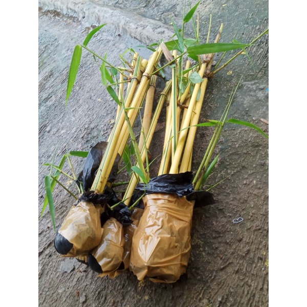 bambu kuning siap tanam