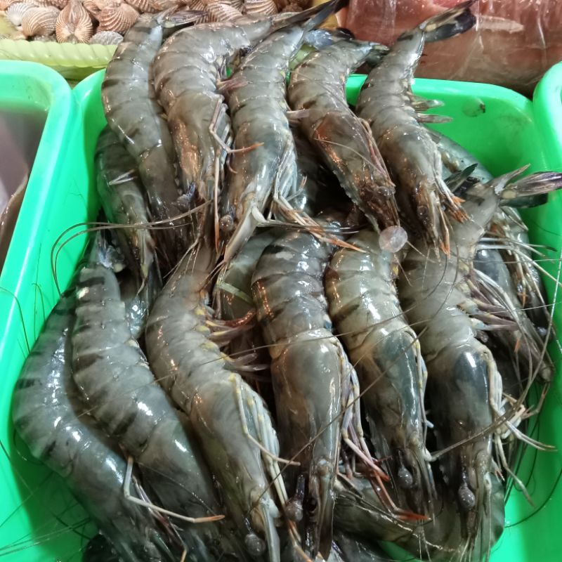 

UDANG WINDU ITEM BESAR SEGAR SAKALI KAK SISI 25 KAK