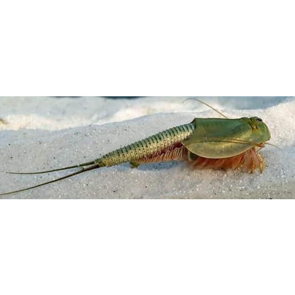 instant Creature Triops longicaudatus normal