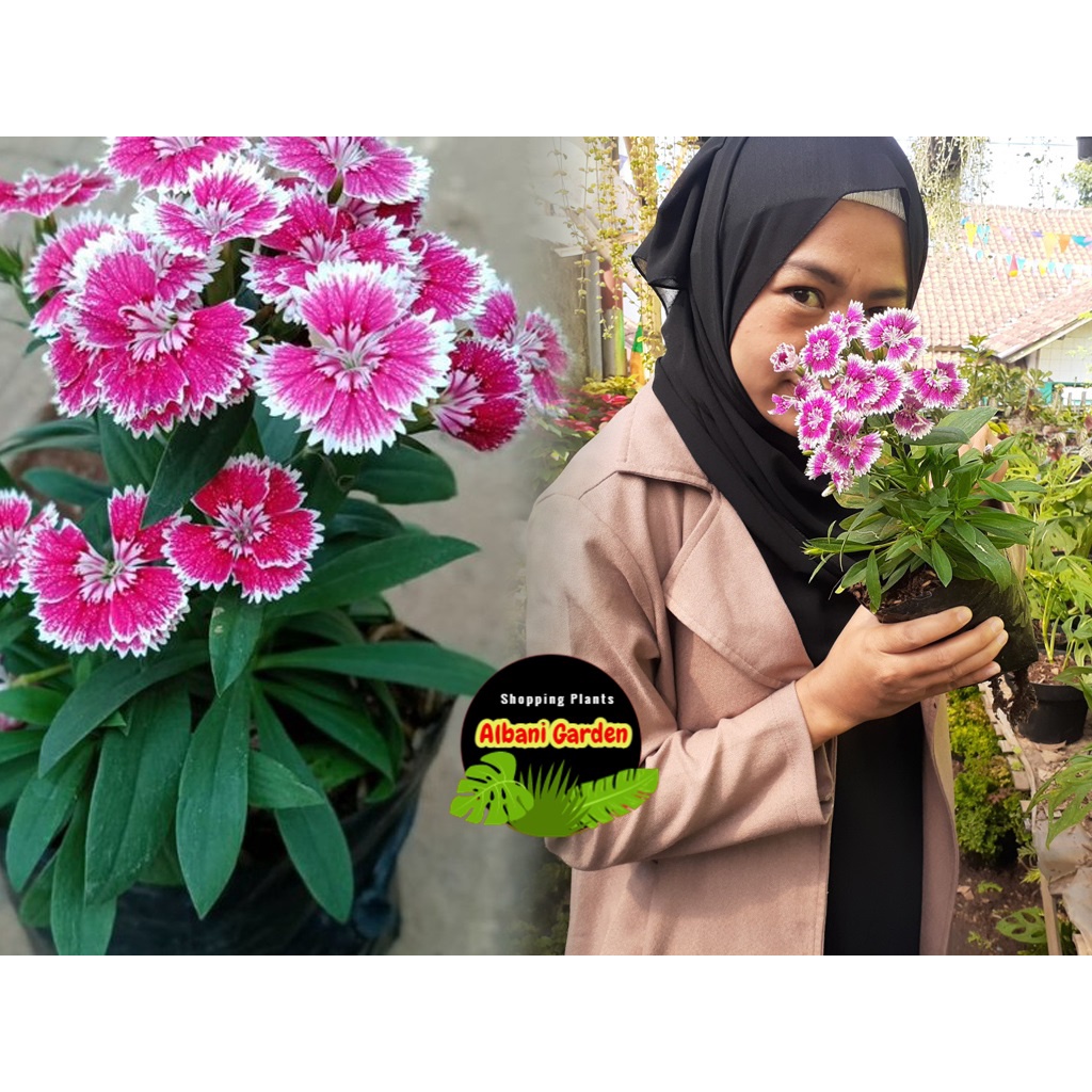 Tanaman hias hidup outdor yang berbunga tahan panas untuk taman bunga anyelir teluki carnation