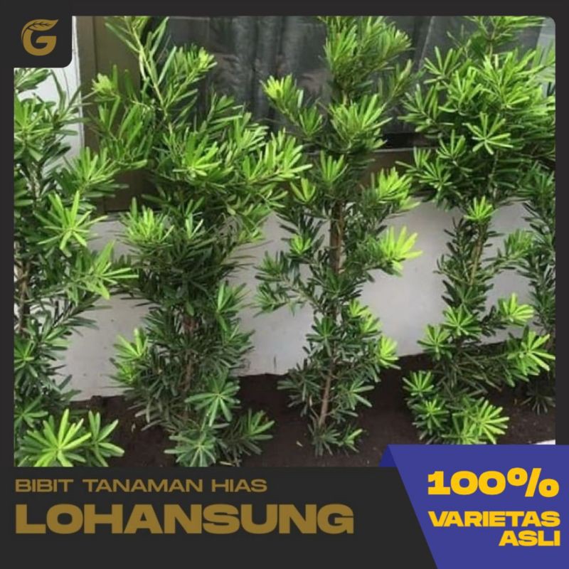 Bibit Tanaman Hias - Lohansung 3 Varian ( Taiwan - Mawar - Paruh Burung ) ( Bahan Bonsai )