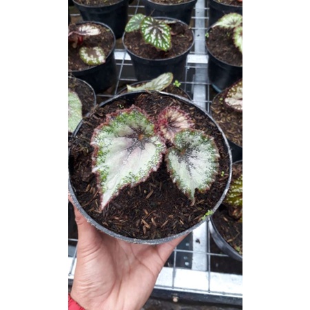 tanaman hias begonia keong ping / tanaman begonia keong