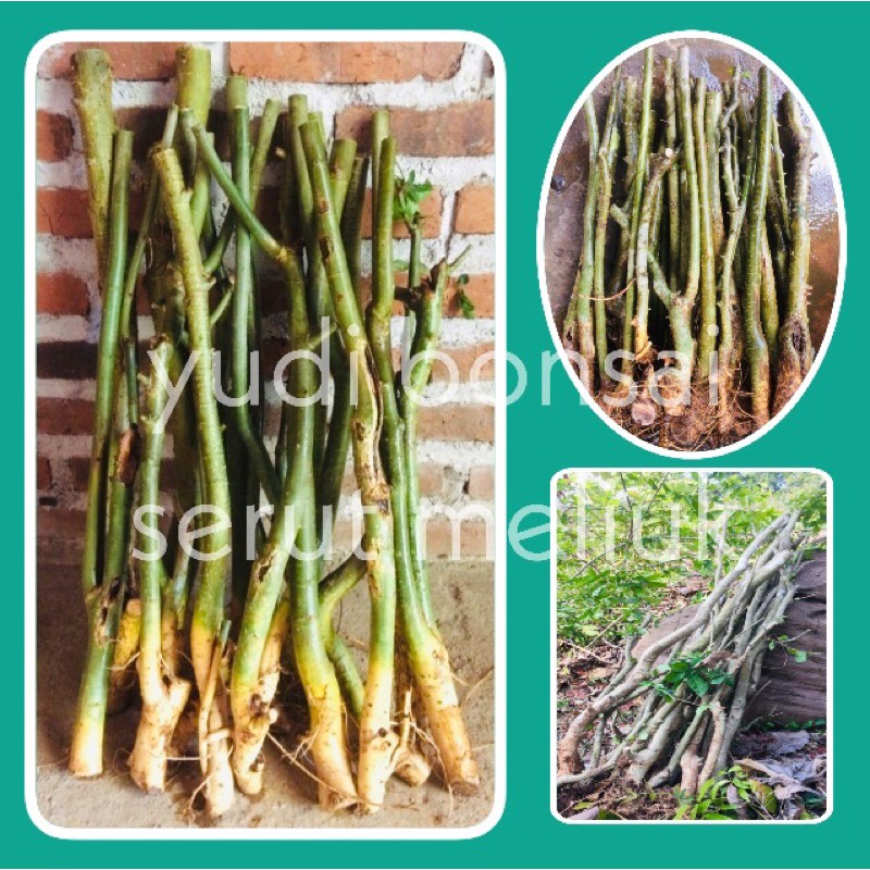 Bahan bonsai serut buat grouping sepesial meliuk