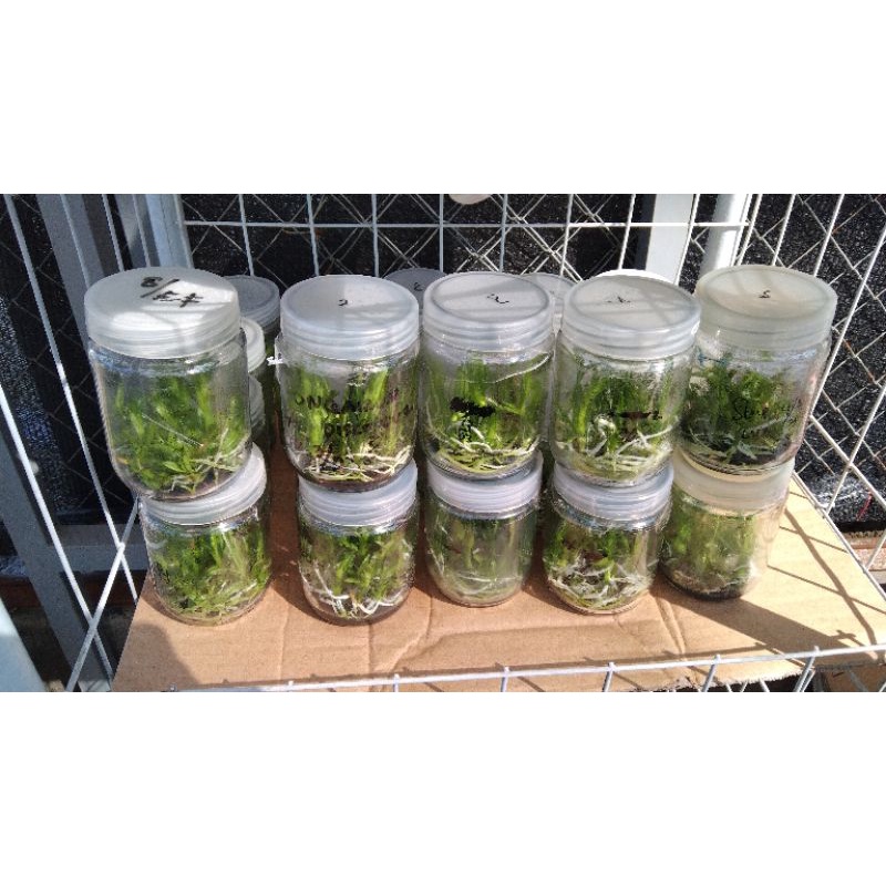 anggrek botolan dendrobium persilangan