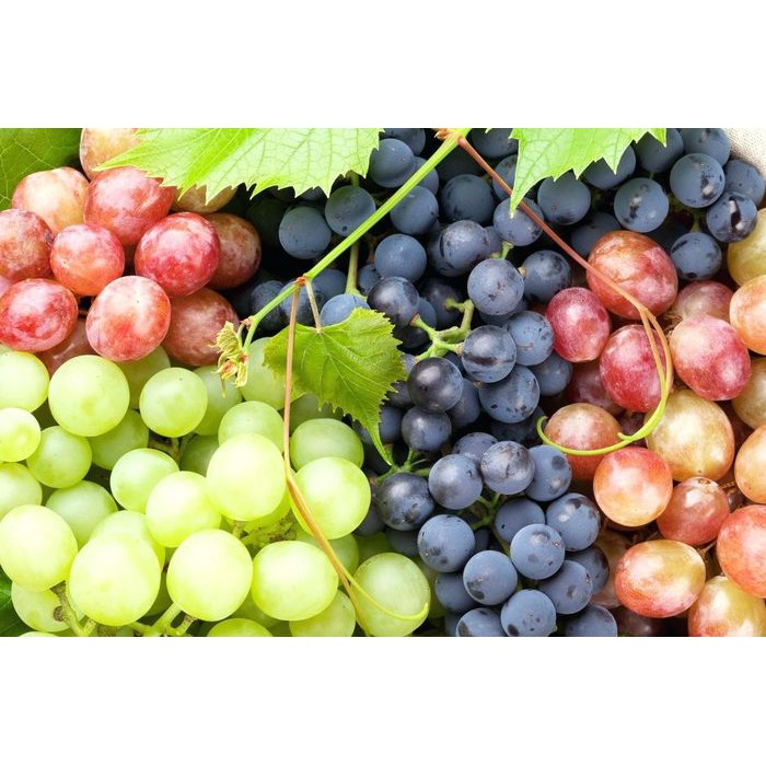 Bibit Tanaman Buah Anggur 3 jenis BERGARANSI