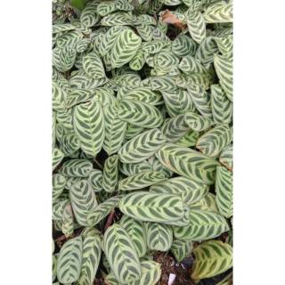  tanaman  hias calathea  multicolor Shopee Indonesia