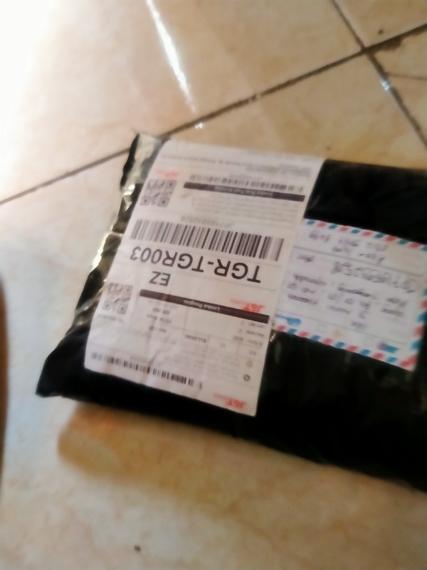 Tanaman Hias Adam Hawa Varigata / Pohon Adam Hawa Varigata